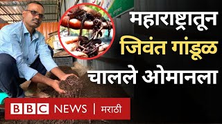 Vermicompost Business Maharashtra मराठवाड्यातल्या या शेतकऱ्याने जिवंत गांडूळ ओमानला कसे पाठवले [upl. by Vance]