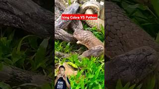 king cobra vs python kingcobra python snake [upl. by Conyers361]