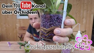 Frauenschuh Orchideen im Glas amp Colomi  Orchideenhobbyde [upl. by Ennovart226]