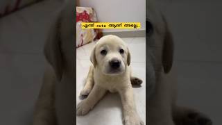 എന്ത് രസമാ കണ്ട് ഇരിക്കാൻ 💕😍 puppy puppylife puppydog puppyvideos love cutepuppy tamil fyp [upl. by Mosenthal683]