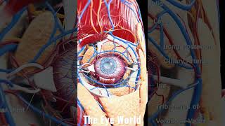 the eye anatomy [upl. by Ramal654]