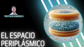 El ESPACIO PERIPLÁSMICO de las BACTERIAS GRAM NEGATIVAS [upl. by Htelimay]