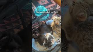 Jamaica Tahiti Bali cat kitten love catlover cutecat fostercats adoptme pets [upl. by Aiksas]