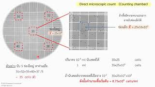 การใช้ haemacytometer นับจำนวนจุลินทรีย์ [upl. by Whorton]