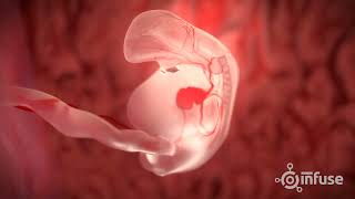 Fetal Development 3D Animation  Infuse Medical [upl. by Wulfe]