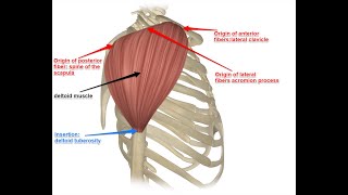 Muscle Anatomy  Deltoid Muscle  Human Movements Science  Sinhala [upl. by Wymore]