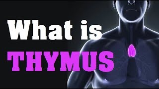 What is the THYMUS GLAND function and location [upl. by Ehtyde]