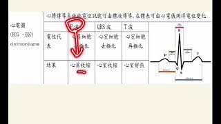 循環系統6：心電圖 [upl. by Carder]