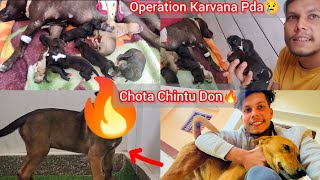 Apbt Female Ka Operation Karvana Pda😢Tab Hua Puppies🐶Chintu Return🔥 [upl. by Adnovoj]