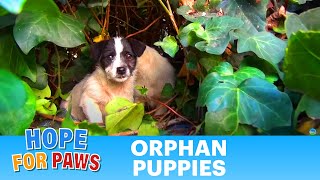 Saving five orphaned puppies  watch until the end for an amazing transformation puppy [upl. by Herrera939]