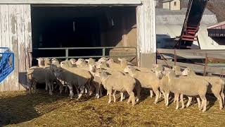 Kalona Special Bred Ewe Sale 12223  MampM Miller Farm Consignment [upl. by Worrell232]