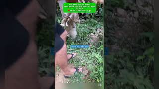 HOMEM SE DEPARA COM CACHORRO NA BEIRA DA ESTRADA PEDINDO SOCORRO cachorro dog adote resgate [upl. by Lehsreh]