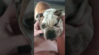 Brutiss bulldog does his shar pei impression after caffine overdose viral bulldog [upl. by Anaek113]