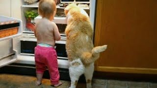 Funniest Cats and dogs Videos😝🐶🐾💫  Cute cats and dogs 😺🐕 [upl. by Eahs]