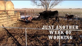 Shop Work  Trucking  and Cattle  Average Week [upl. by Nnairret]