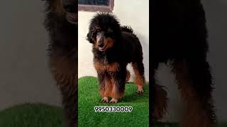 Giant Phantom Poodle Puppies Price India trending trendingshort shortfeed shorts doglover dogs [upl. by Ober]