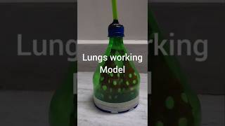 Lungs Working ModelScience Project [upl. by Adele]