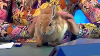 8 Out Of 10 Cats Does Countdown Series 7 Episode 3 [upl. by Aiyot]