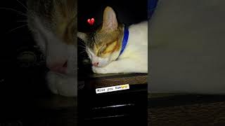 Miss you 😥 cat catlover shorts shortvideo [upl. by Ennairb]