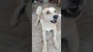 Dog voice  shorts  kutte  ki awaaz [upl. by Menard847]