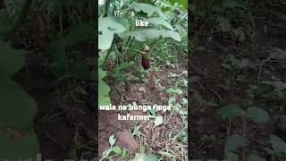 talong ctto music song domar lyrics food ad ampalayafarming nature [upl. by Aicert]