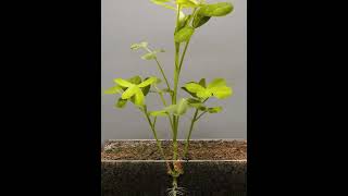 Germination of seedagriculture viralvideo farming nature [upl. by Huberty541]