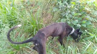 Greyhound Dog 🐶 Greyhound Dog Videos • Greyhound Dog Lovers greyhound doglover [upl. by Anuaf]