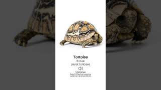 Tortoise  Pronunciation English Phonetic Transcription Plural Form  Pets Vocabulary Playlist [upl. by Leinaj500]