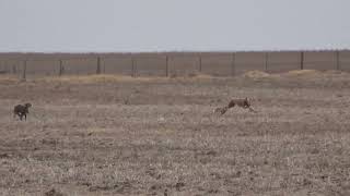 Galgos de campo  FLORENCIA Y TABA [upl. by Frants]