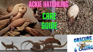 Hatchling Ackie Monitor Care Guide [upl. by Ahsilrac174]