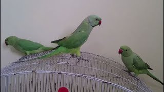 Ringneck Parrots Talking to Each Other [upl. by Dasteel]