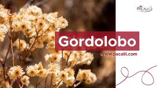 Gordolobo [upl. by Gamber]