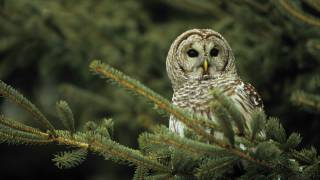 Voices Barred Owl [upl. by Blair]