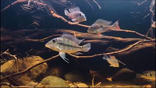 Biotope Geophagus Tank [upl. by Fairfax]