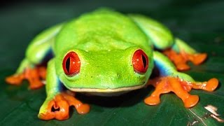 RedEyed Tree Frog Care [upl. by Ynnod]