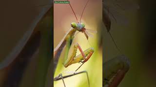 Death Match European Mantis vs Lizard  Who Wins animals wildlife Europeanmantis [upl. by Mas]