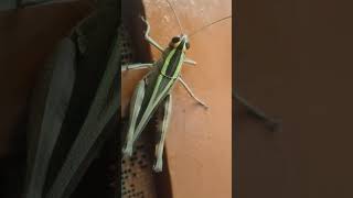 grasshoppers viralvideo nature creatureyoutubeshorts [upl. by Mistrot686]