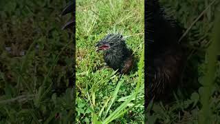 Greater coucal bird 6day to 14 day🐦🐦🐦please like sharesubscribe [upl. by Hamrah331]