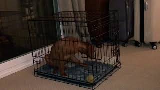 Crate Training with Vizsla Puppy “Beware of watching this video” [upl. by Dewain251]