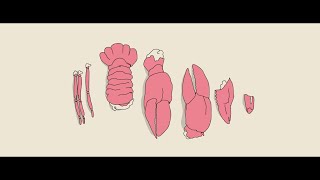 HOMARUS Graduation Short Film 2017 [upl. by Madden25]