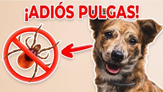 🐶🚫 Adiós Pulgas 5 Remedios Caseros para Mantener a tu Mascota Libre de Plagas 🏡 [upl. by Nrek]