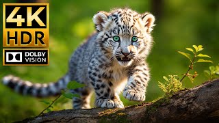 BABY ANIMALS 4K HDR  with Cinematic Sound Colorful Animal Life [upl. by Gyimah]