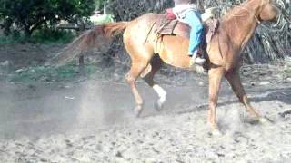 Yegua La Shakira montada en el rancho quotLas Trancasquot Rioverde SLP [upl. by Estel]