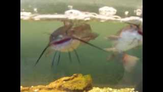 See A Hornpout  Catfish [upl. by Denbrook976]