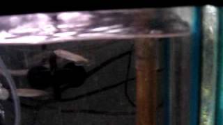 Jardini Arowana Fry For Sale Australian Arowana [upl. by Eittol]