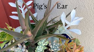 How to propagate Cotyledon Orbiculata quotPigs Earquot [upl. by Crowell123]