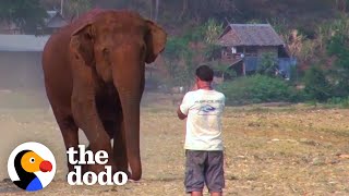 Elephant Runs To Her Favorite Person Every Time He Calls Her Name  The Dodo [upl. by Hellah]