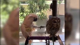 Owl and a parrot Owl pestering a parrot [upl. by Judi83]