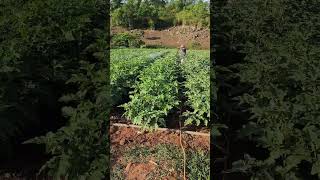 fertilising eggplant tree [upl. by Rolat]