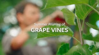 How to prune Grape Vines in summer  Grow at Home  RHS [upl. by Shayne]